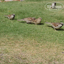 фото из отзыва ID 1129964