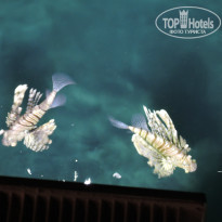 фото из отзыва ID 1129947