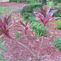 фото из отзыва ID 1130726