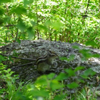 фото из отзыва ID 1130938