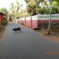 фото из отзыва ID 1131252