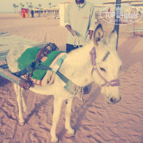 фото из отзыва ID 1131110