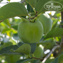 фото из отзыва ID 1131724