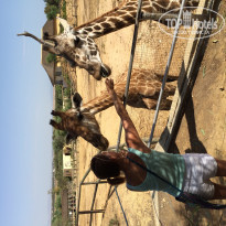 фото из отзыва ID 1133264