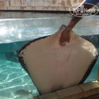 фото из отзыва ID 1133780