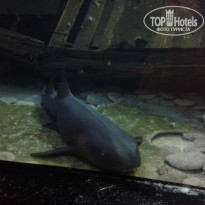 фото из отзыва ID 1133780