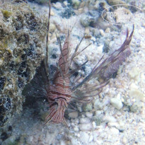 фото из отзыва ID 1134460