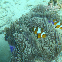 фото из отзыва ID 1135038