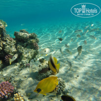 фото из отзыва ID 1135468