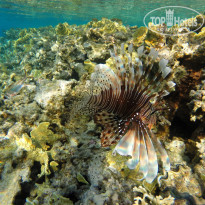 фото из отзыва ID 1135468