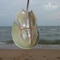 фото из отзыва ID 1135598