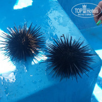 фото из отзыва ID 1135724