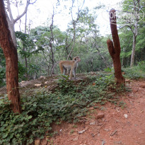 фото из отзыва ID 1136248