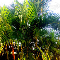 фото из отзыва ID 1136565