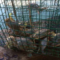 фото из отзыва ID 1136787