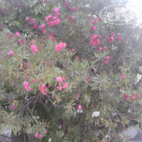 фото из отзыва ID 1136942