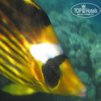 фото из отзыва ID 1137648