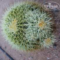 фото из отзыва ID 1137926