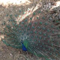 фото из отзыва ID 1138502