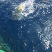 фото из отзыва ID 1138553