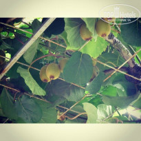 фото из отзыва ID 1139274