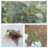 фото из отзыва ID 1139274