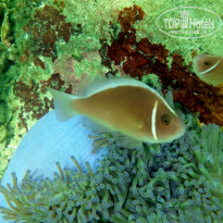 фото из отзыва ID 1139468