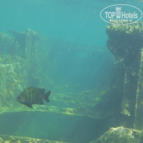 фото из отзыва ID 1139468