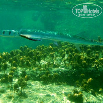 фото из отзыва ID 1139468