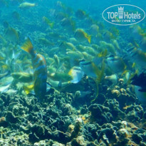 фото из отзыва ID 1139468