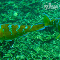 фото из отзыва ID 1139468