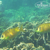 фото из отзыва ID 1139468