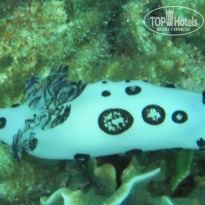 фото из отзыва ID 1139468