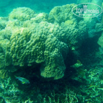 фото из отзыва ID 1139468