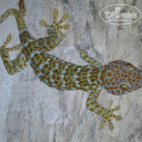 фото из отзыва ID 1139468