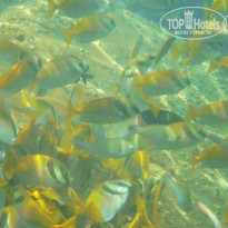 фото из отзыва ID 1139468