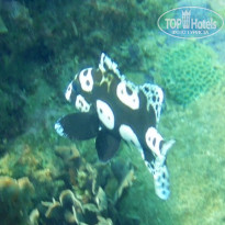 фото из отзыва ID 1139468