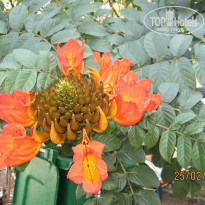 фото из отзыва ID 1131815