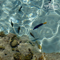 фото из отзыва ID 1138858