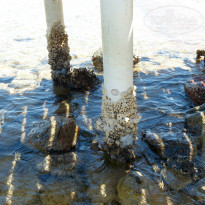 фото из отзыва ID 1138858