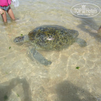 фото из отзыва ID 1133324