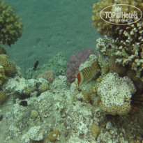 фото из отзыва ID 114875