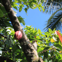 фото из отзыва ID 1140033