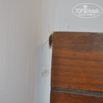 фото из отзыва ID 1141604