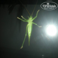 фото из отзыва ID 1142305