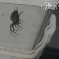 фото из отзыва ID 1143840