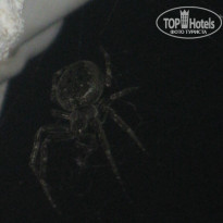 фото из отзыва ID 1143840