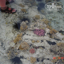 фото из отзыва ID 1144413