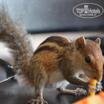 фото из отзыва ID 1144419