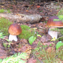 фото из отзыва ID 1145427